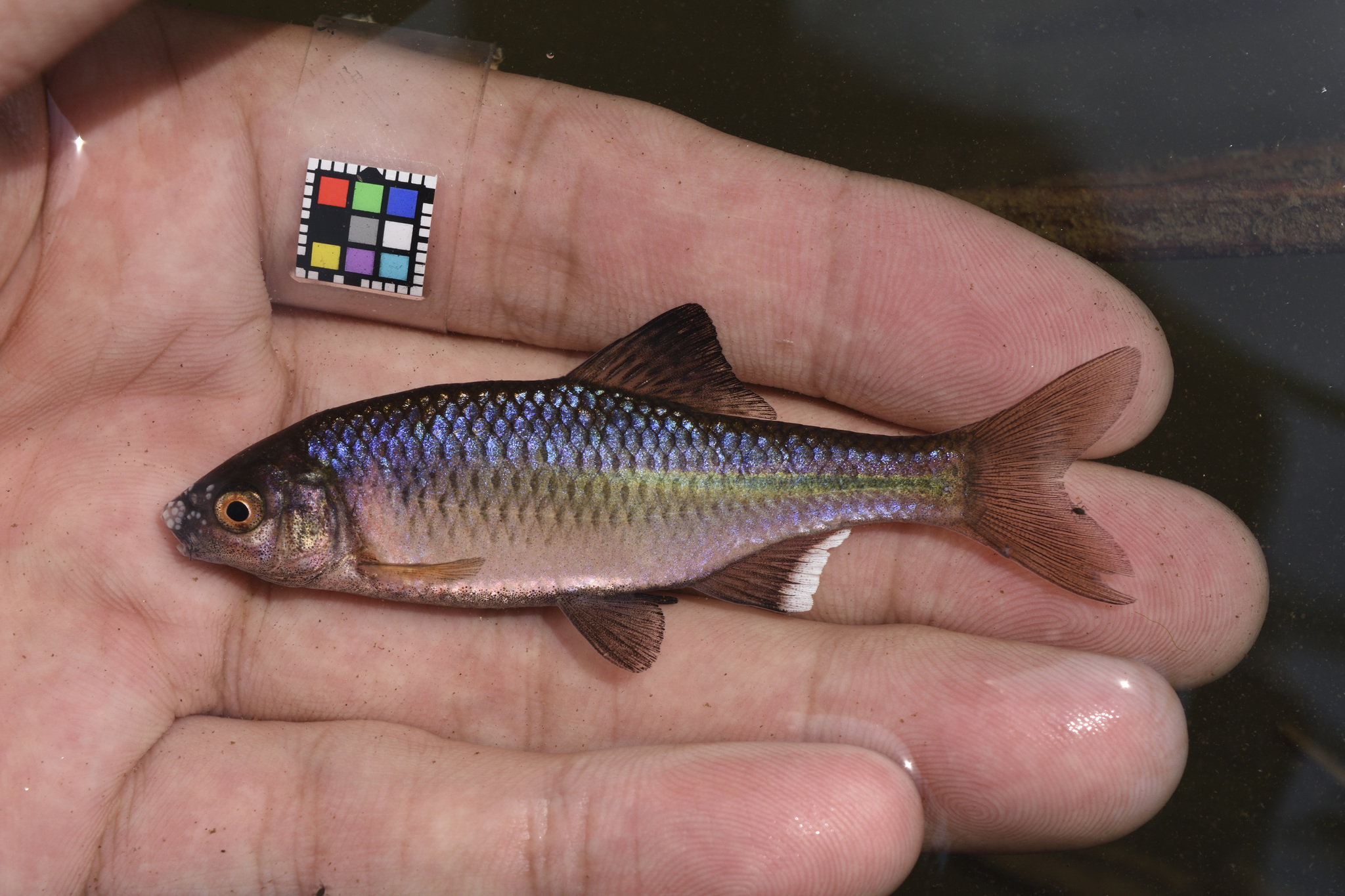 Japanese Bitterling (Acheilognathus melanogaster) · iNaturalist