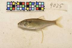 Genuine Bitterling photo 3