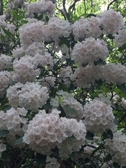 Kalmia latifolia