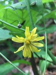 Hieracium venosum