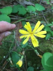 Hieracium venosum