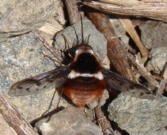Bombylius pygmaeus