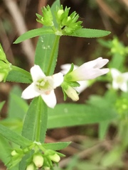 Houstonia longifolia