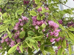 Robinia × ambigua