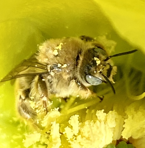 iNaturalist observation photo of Cactus chimney bees