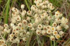 Helichrysum panduratum panduratum
