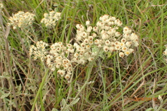 Helichrysum panduratum panduratum
