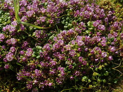 Gentianella cerina