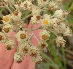 Helichrysum panduratum panduratum