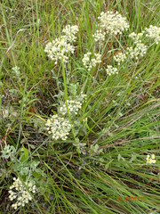 Helichrysum panduratum panduratum