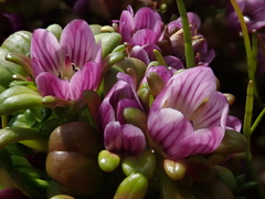 Gentianella cerina