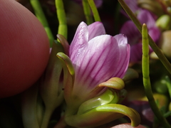 Gentianella cerina