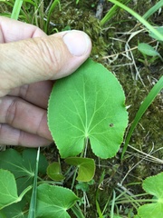 Thaspium trifoliatum trifoliatum