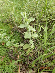 Helichrysum panduratum panduratum