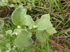 Helichrysum panduratum panduratum