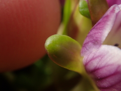 Gentianella cerina