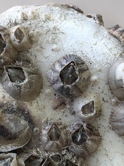 Amphibalanus reticulatus