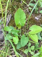 Thaspium trifoliatum trifoliatum