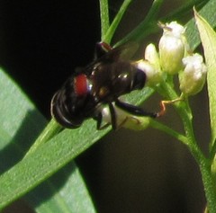 Palpada rufoscutellata