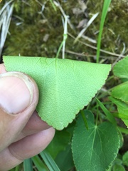 Thaspium trifoliatum trifoliatum