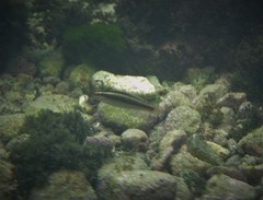 Stethojulis interrupta