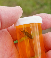 Pyractomena borealis