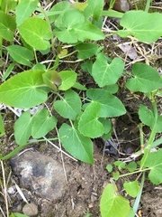 Thaspium trifoliatum trifoliatum