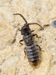 Phosphaenus hemipterus