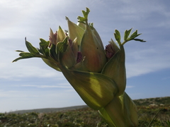 Anisotome latifolia
