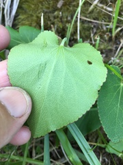 Thaspium trifoliatum trifoliatum