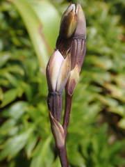 Thelymitra longifolia
