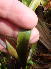 Thelymitra longifolia