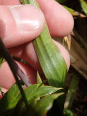 Thelymitra longifolia