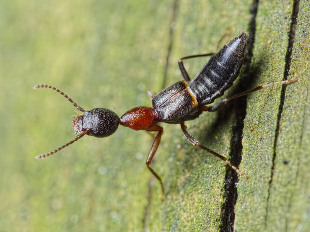 Rugilus angustatus