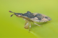 Lophoscutus