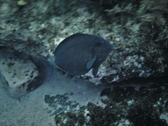 Prionurus microlepidotus