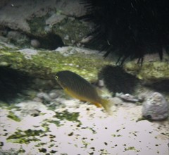 Plectroglyphidodon gascoynei