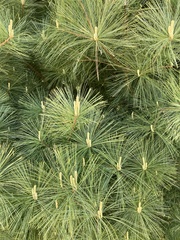 Pinus