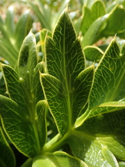 Anisotome latifolia