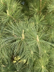 Pinus