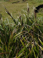 Carex trifida