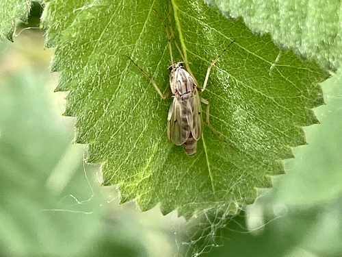 iNaturalist observation photo of Non-biting Midges