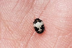 Anthrenus sophonisba