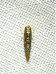 Scaphoideus pullus