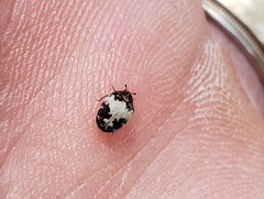 Anthrenus sophonisba