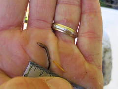 Acipenser fulvescens