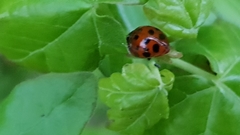 Harmonia axyridis