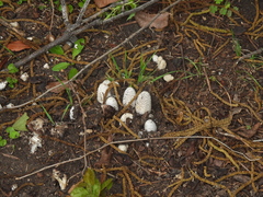 Fungi