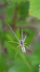 Tetragnatha