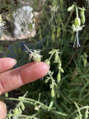 Silene lemmonii